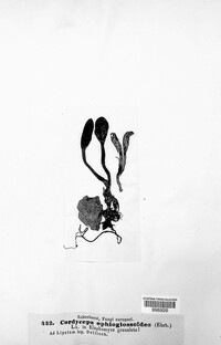 Tolypocladium ophioglossoides image